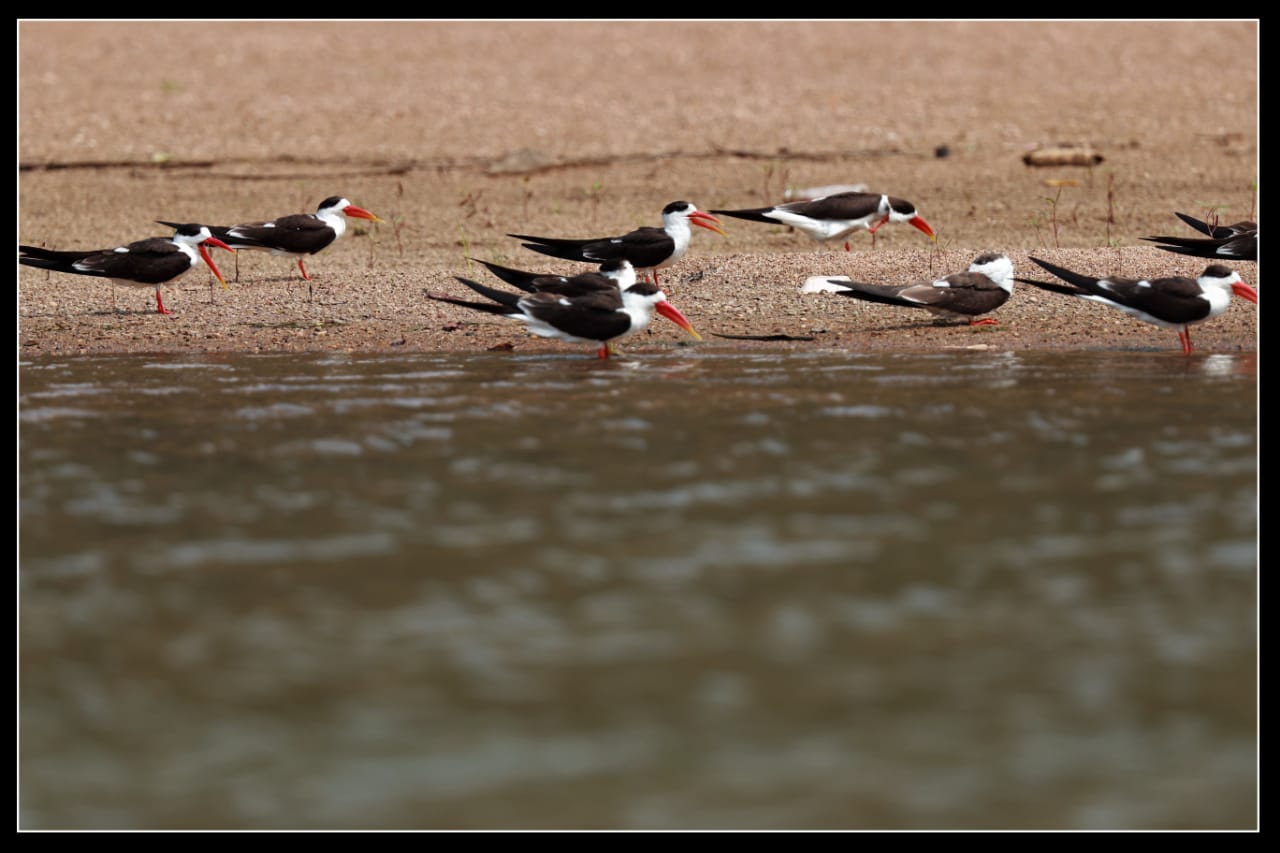 Indian Skimmer